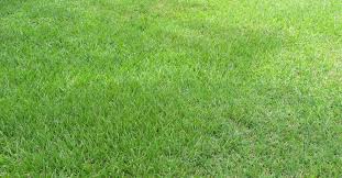 Centipede grass is often referred to as lazy man's grass, because it requires far less work than other turf grasses to keep manicured and looking healthy. Centipede Seed Mulch Pennington