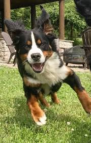 Her mom was a bernese mountain dog and the dad a dachshund!! Bernese Mountain Dog Puppies For Sale In Ohio Petfinder