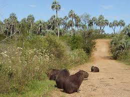 Many believe it is the result of insane experimentation involving felines and, shockingly, wallabies. Carpincho