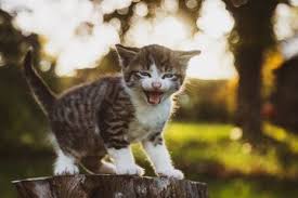 Berita Anak Kucing Terbaru Hari Ini Grid Id