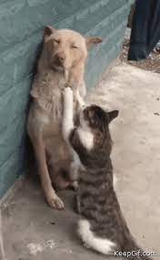 How To Stop Fighting With Your Enemy Cat Dog Massage Cute Animals Funny Animal Pictures Cute Funny Animals