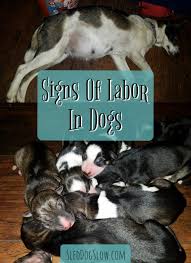 Signs Of Labor In Dogs Sled Dog Slow Pregnant Dog Dog Having Puppies Dog Labor