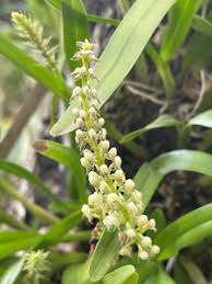 Image result for Polystachya aconitiflora