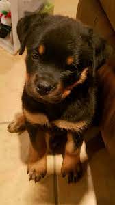 Hundreds of positive dkvrottweilers reviews from around the world. Ardusers Rottweilers Home Facebook