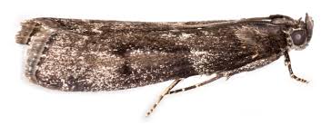 Image result for Pyla fusca