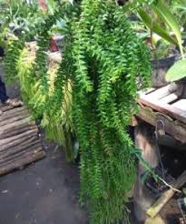 Siap kirim ke seluruh indonesia. Jual Tanaman Gantung Bibitbunga Com