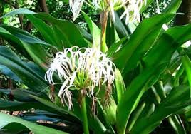 Nama ilmiah anggrek pensil adalah vanda hookeriana. Tanaman Bakung Crinum Asiaticum L Shokubutsu Blogventure