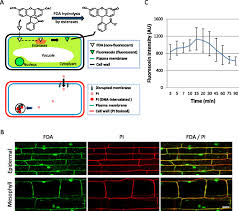 By springer science and business media llc. Live Cell Fluorescence Imaging To Investigate The Dynamics Of Plant Cell Death During Infection By The Rice Blast Fungus Magnaporthe Oryzae Bmc Plant Biology Full Text