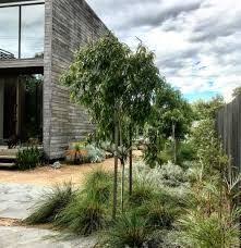 Contemporary Australian Garden Design Google Search Grandmother S Garden Many People Are Looking For The Idea Of Colorful Summer Flowers B Berry Modern