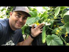 You can grow 2 cucumber plants per square. 3498 Growing Cucumbers In A 5 Gallon Bucket Without Soil Youtube Growing Cucumbers Grow Cucumbers Cucumbers