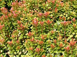 We did not find results for: Schattenglockchen Little Heath Green Pieris Japonica Little Heath Green Baumschule Horstmann