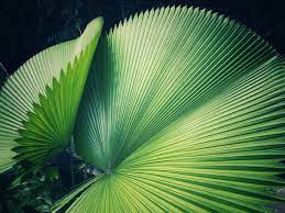This type of plant is called a gymnosperm. Types Of Non Flowering Plants