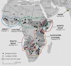 the african lion consists of two subspecies leiden university