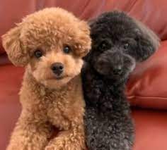 This pooch has a sweet and gentle nature, making them a check out this video of cavadoo puppies: Cavapoo Puppies In Iowa For Sale Top 5 Breeders 2021 We Love Doodles