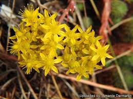 Image result for Sedum ruwenzoriense