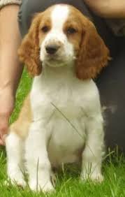 Image result for velššpringršpaněl