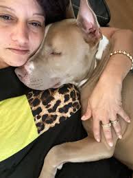 Happy Sheltie Day Wishes and Celebrations