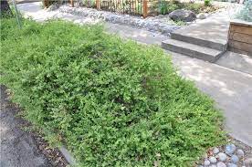 Plant Photo Of Baccharis Piluraris Twin Peaks Coyote Bush Prostrate California Native Plants Plants Native Plants