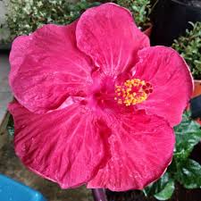 Dari awal lagi ketika berlaku perpecahan, kumpulan ini tetap menggunakan lambang bunga raya tetapi warna latarnya. Halaman Download Warna Bunga Raya Kartun Penelusuran