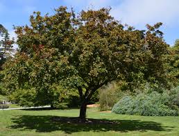 The profusion crabapple tree is truly a profuse bloomer. Ufei Selectree A Tree Selection Guide