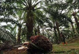 With 5000+ participating companies from 100+ countries worldwide, the directory contains profiles of plantations, traders, brokers, millers, refiners, exporters, buyers. A Story Of The Oil Palm Hunting For Planters