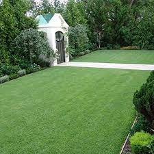 Google Image Result For Https Www Naturehills Com Media Catalog Product Cache 74c1057f7991b4edb2bc7bdaa94de933 Z E Zoysia Grass Zoysia Grass Seed Grass Plugs
