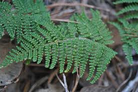 Image result for Cheilanthes inaequalis