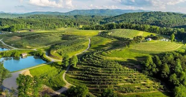 Mercier Orchards and Blue Ridge, Georgia | Blue Ridge, GA