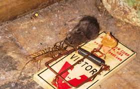 In most cases, house centipedes consume cockroaches, ants, bed pests, moths that eat garments. House Centipede Eats Mouse What S That Bug