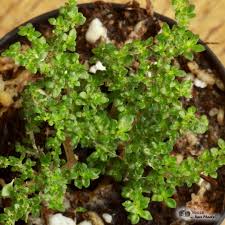 Image result for Pilea microphylla