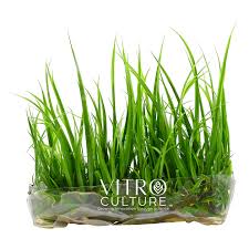 Image result for Cyperus spiralis