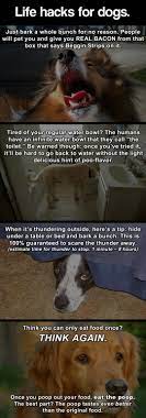 A Dog S Life Is Easy Funny Dogs Dogs Funny Animals