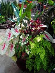 Shade Alocasia Baroque Sword Coleus Caladiums Maidenhair Fern Garden Containers Container Gardening Container Plants