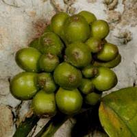 Image result for Culcasia falcifolia