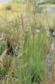 Image result for Koeleria