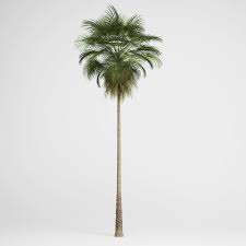 Mexican fan palm trees are the tallest and oldest trees in la california. Mexican Fan Palm Cgaxis 3d Models Store