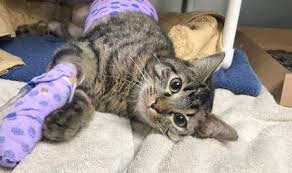 Flu kucing, juga dikenal sebagai penyakit pernapasan kucing, sedikit mirip dengan flu manusia dalam hal gejalanya. 8 Cara Mengobati Sakit Mata Pada Kucing Yang Ampuh Pintarpet