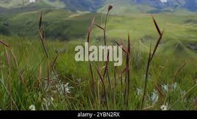 Image result for Monocymbium