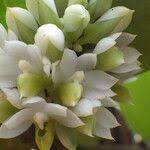 Image result for Calyptrochilum