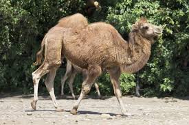 Thus, when a camel does not eat, it begins to metabolizes the fat, and its. These Animals Found In The Gobi Desert Are Really Intriguing Animal Sake
