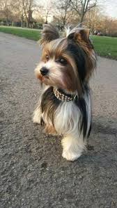 The Many Things We Adore About The Brave Yorkshire Terrier Pups Yorkshireterrierinegypt Yorks Yorkshire Terrier Puppies Terrier Puppies Yorkshire Terrier Dog
