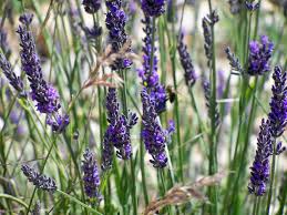 Fichier:Fleurs lavandes.jpg — Wikipédia