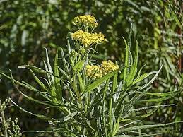 Image result for Senecio latifolius