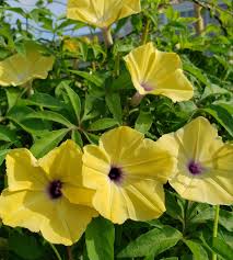 Image result for Ipomoea albivenia