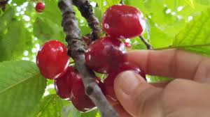 Detail dari gambar buah buahan luar negara mari mengenal buah buahan. Hidup Di Luar Negeri Panen Buah Ceris Vetrarini Leroy Youtube