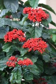 Image result for Clerodendrum splendens
