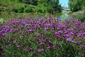 Image result for Vernonia sutherlandii