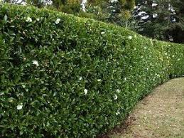 Camelia Hedge With Images Hedges Landscaping Garden Hedges Hedging Plants