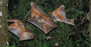 Recent examples on the web gliding mammals, like flying squirrels, sugar gliders and colugos are pretty impressive creatures, with some capable of flying up to 300 feet in a single jump between trees. One Night Tracking Mysterious Colugos Across Treetops In Malaysia Science News