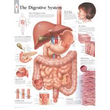 Scientific Publishing Understanding Ibs Irritable Bowel